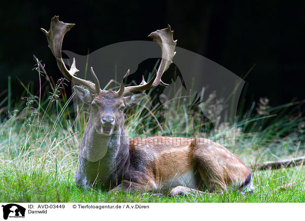 Damwild / fallow deer / AVD-03449