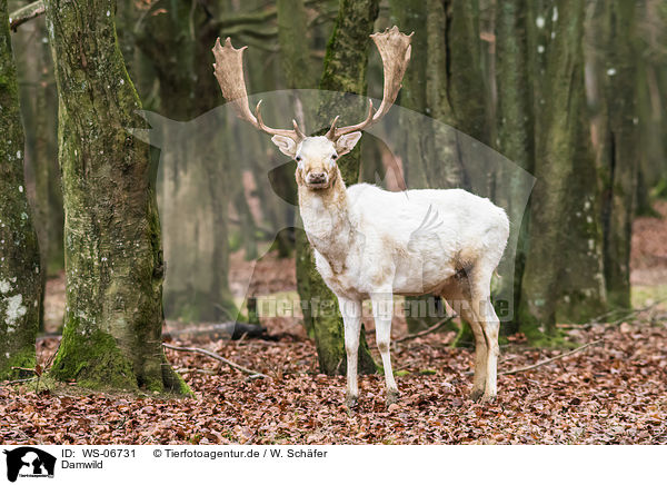 Damwild / fallow deer / WS-06731