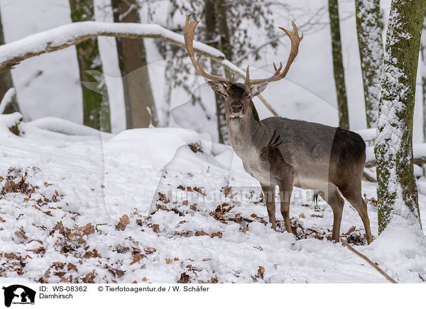 Damhirsch / fallow deer / WS-08362