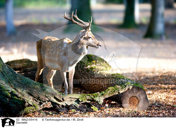 Damwild / fallow deer / MAZ-05416