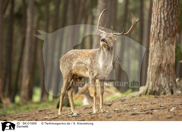 Damwild / fallow deer / SK-01889