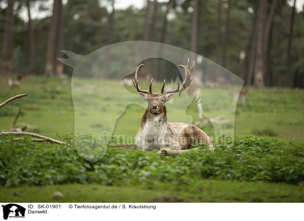 Damwild / fallow deer / SK-01901