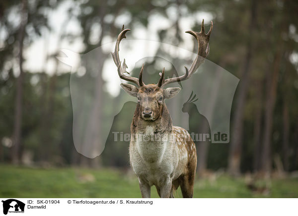 Damwild / fallow deer / SK-01904