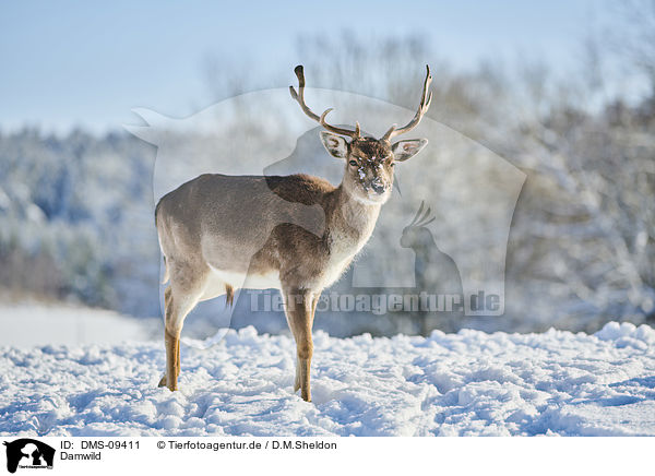 Damwild / fallow deer / DMS-09411