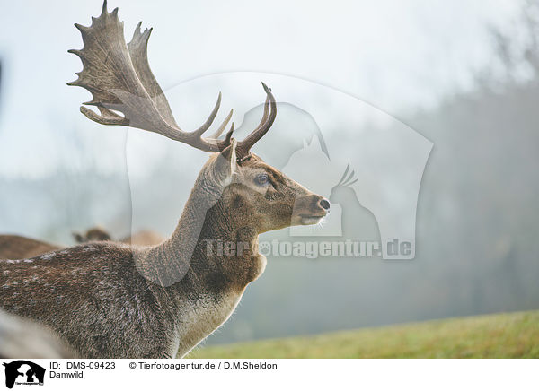 Damwild / fallow deer / DMS-09423