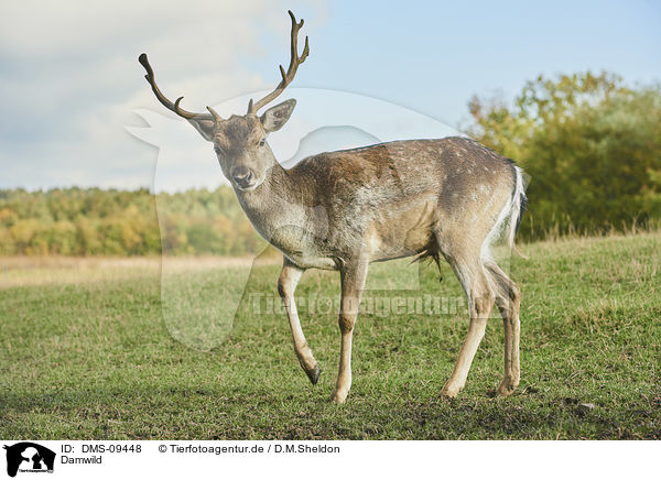 Damwild / fallow deer / DMS-09448