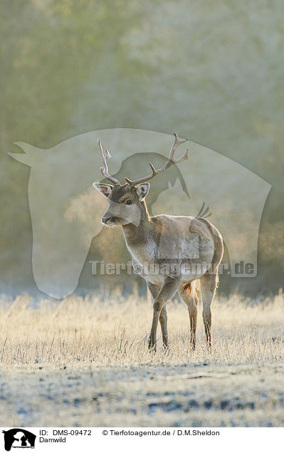 Damwild / fallow deer / DMS-09472