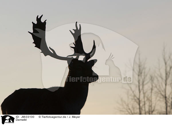 Damwild / fallow deer / JM-03100