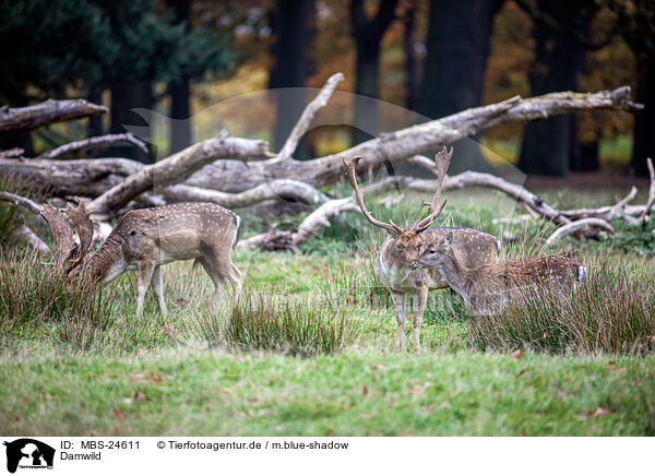 Damwild / fallow deer / MBS-24611