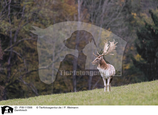 Damhirsch / Fallow deer / PW-11588