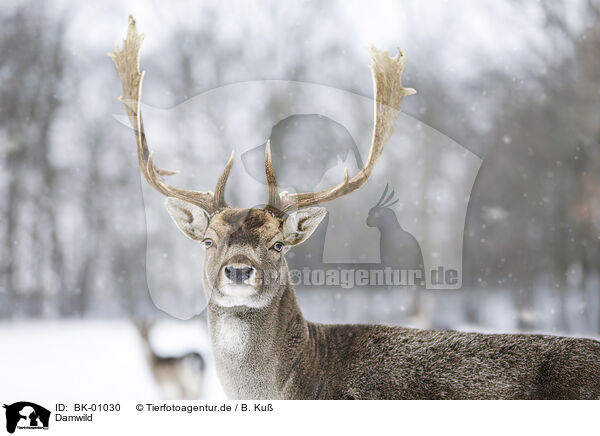 Damwild / fallow deer / BK-01030