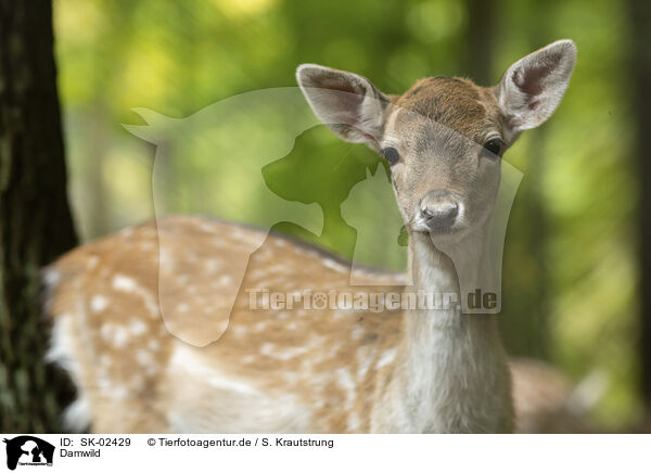 Damwild / fallow deer / SK-02429