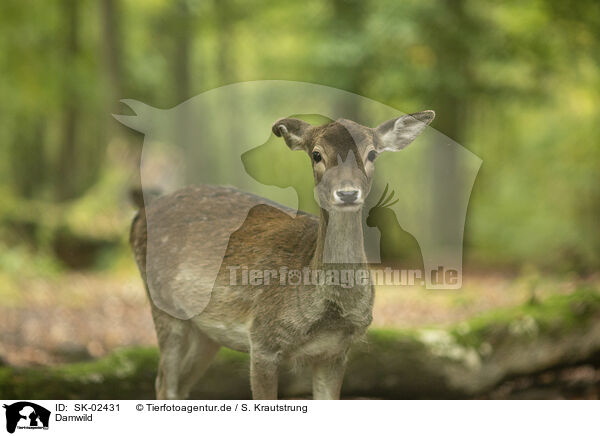 Damwild / fallow deer / SK-02431