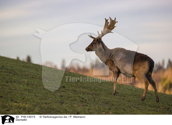Damwild / fallow deer / PW-14615