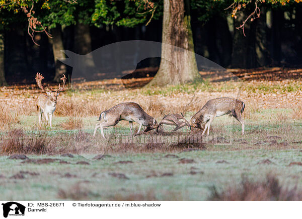 Damwild / fallow deer / MBS-26671