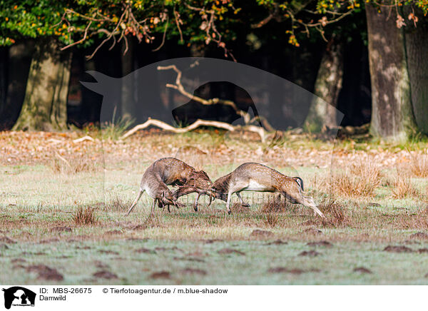 Damwild / fallow deer / MBS-26675