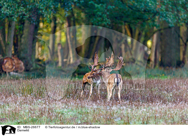 Damwild / fallow deer / MBS-26677