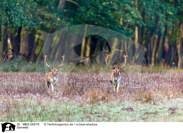 Damwild / fallow deer / MBS-26678