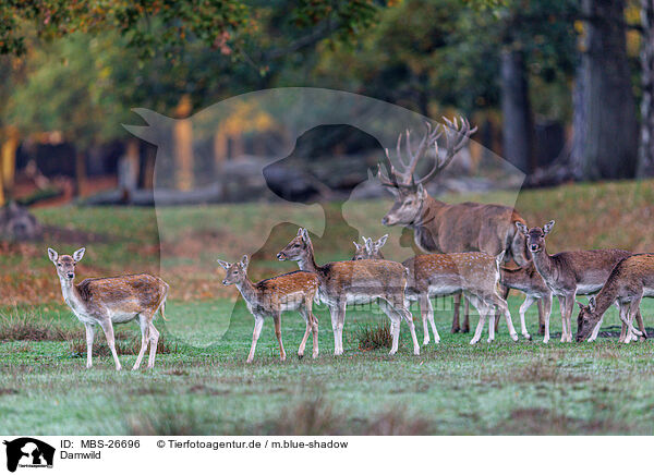 Damwild / fallow deer / MBS-26696