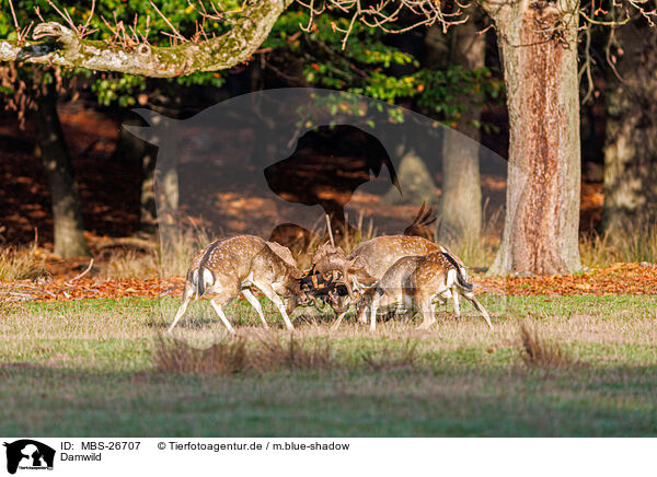 Damwild / fallow deer / MBS-26707