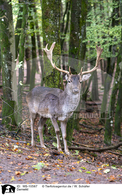 Damwild / ffallow deer / WS-10587