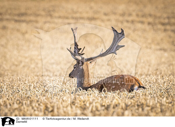 Damwild / fallow deer / MAW-01111