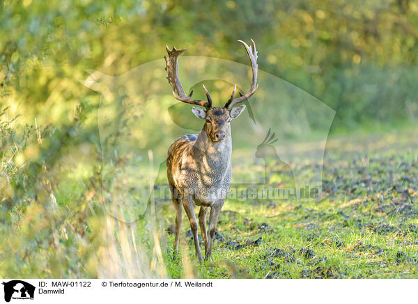 Damwild / fallow deer / MAW-01122