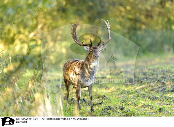 Damwild / fallow deer / MAW-01124