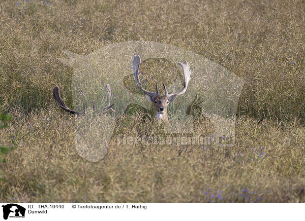 Damwild / fallow deer / THA-10440