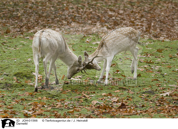 Damwild / Fallow deer / JOH-01566