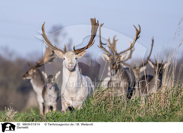 Damwild / fallow deer / MAW-01914