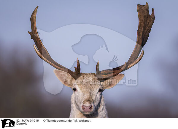 Damwild / fallow deer / MAW-01916