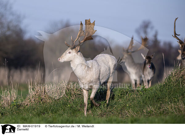 Damwild / fallow deer / MAW-01919