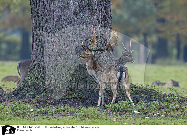 Damhirsch / fallow deer / MBS-28228