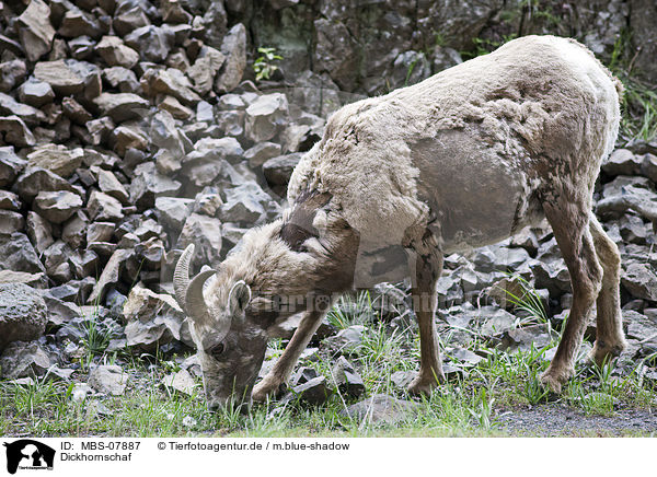 Dickhornschaf / bighorn sheep / MBS-07887