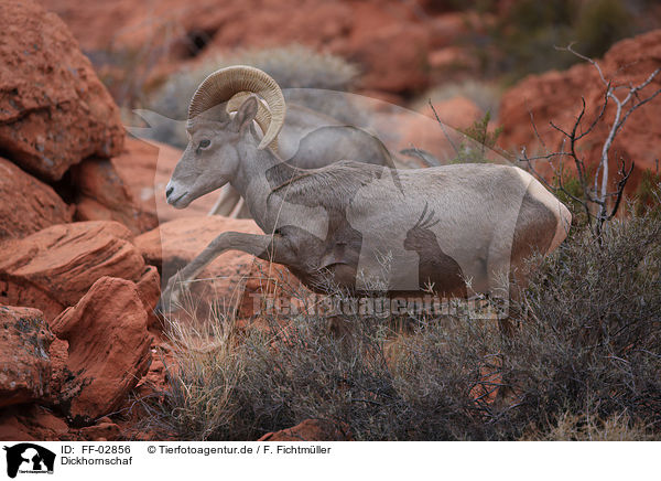 Dickhornschaf / bighorn sheep / FF-02856