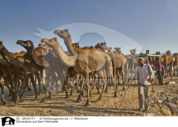 Dromedare auf dem Viehmarkt / Dromedary Camel on the animal market / JR-04171