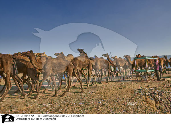 Dromedare auf dem Viehmarkt / Dromedary Camel on the animal market / JR-04172