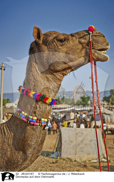 Dromedar auf dem Viehmarkt / Dromedary Camel on the animal market / JR-04187