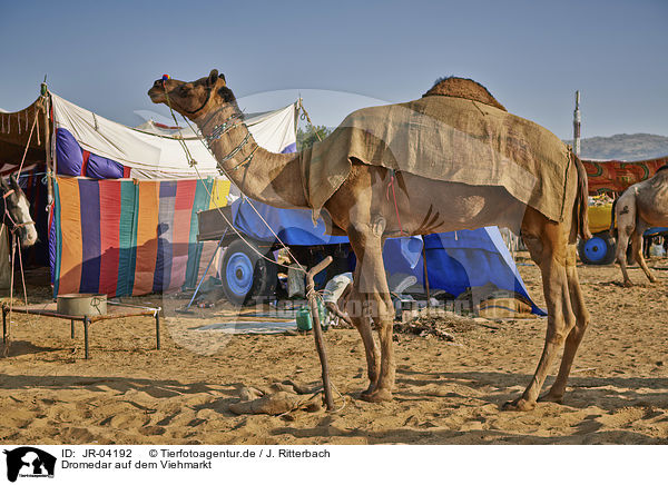 Dromedar auf dem Viehmarkt / Dromedary Camel on the animal market / JR-04192