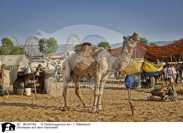 Dromedar auf dem Viehmarkt / Dromedary Camel on the animal market / JR-04193