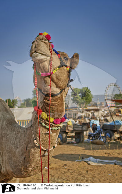 Dromedar auf dem Viehmarkt / Dromedary Camel on the animal market / JR-04196