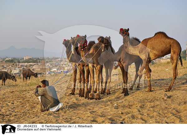 Dromedare auf dem Viehmarkt / Dromedary Camel on the animal market / JR-04233