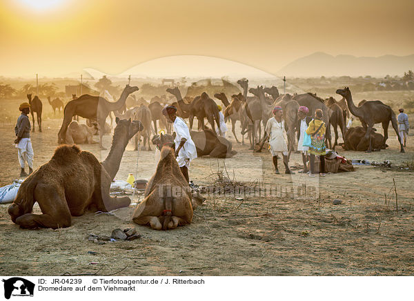 Dromedare auf dem Viehmarkt / Dromedary Camel on the animal market / JR-04239