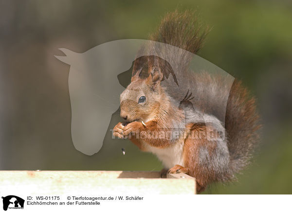 Eichhrnchen an der Futterstelle / eating squirrel / WS-01175