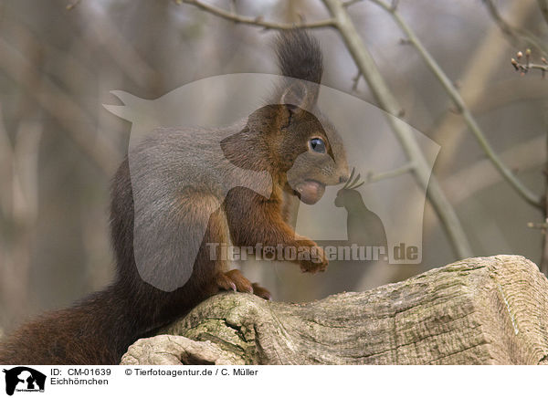 Eichhrnchen / red squirrel / CM-01639