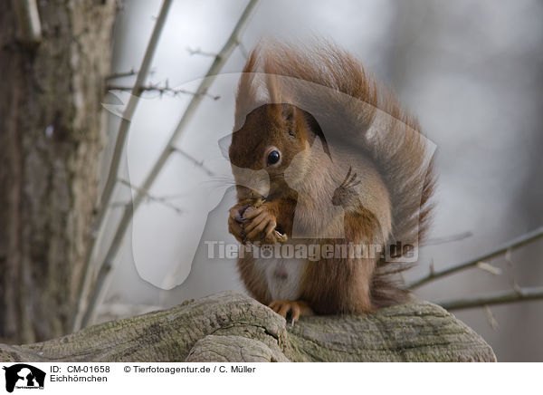 Eichhrnchen / red squirrel / CM-01658