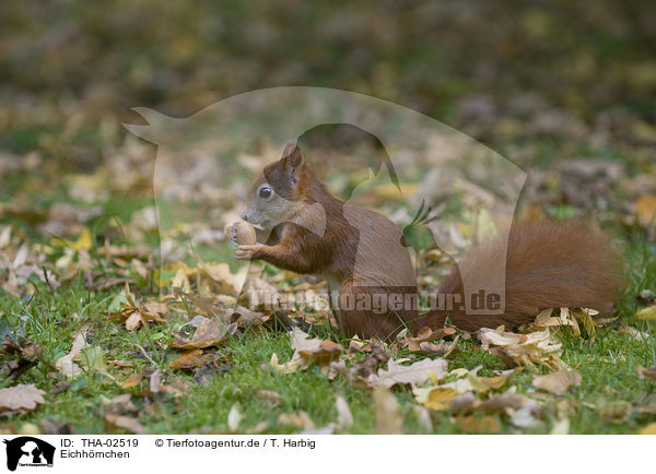 Eichhrnchen / squirrel / THA-02519