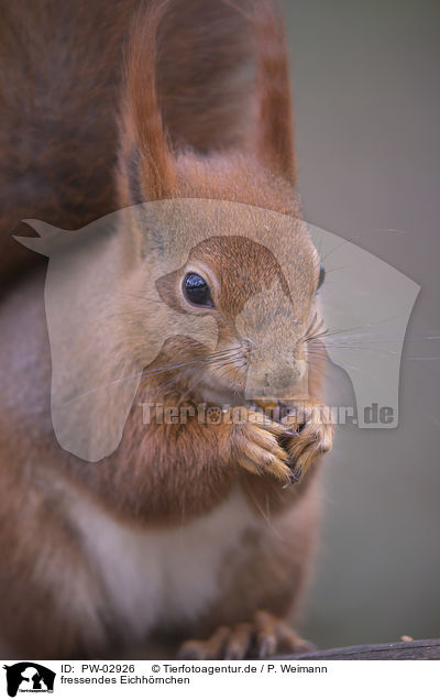 fressendes Eichhrnchen / eating squirrel / PW-02926