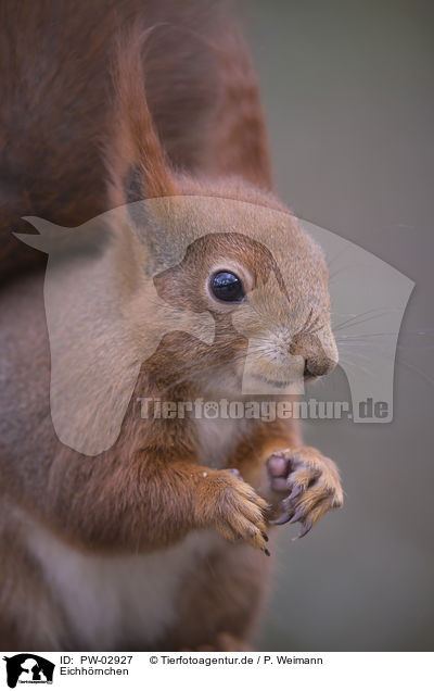 Eichhrnchen / squirrel / PW-02927